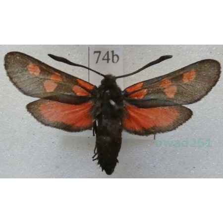 Zygaena trifolii (Esper, 1783) Kraśnik pięcioplamek Czech74b